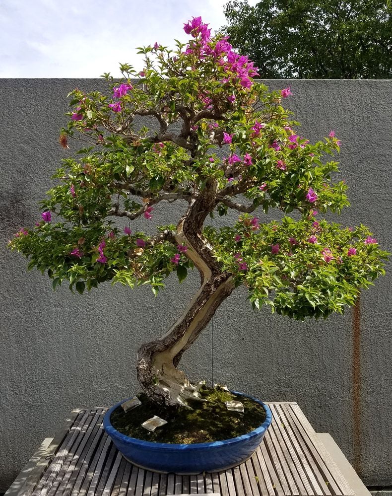 Bougainvillea flowering bonsai with a beautiful zigzag trunks.