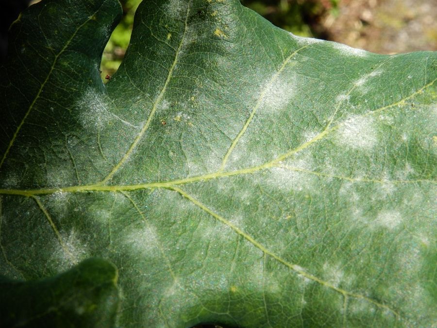 A close up of a leaf infected with Powdery Mildew, a common plant disease