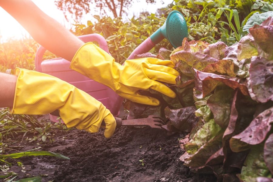 Gardener in yellow gloves pulls weeds from the ground in the garden