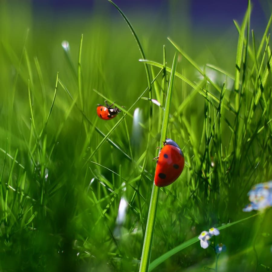 Nature green grass background. Two ladybugs closeup macro image