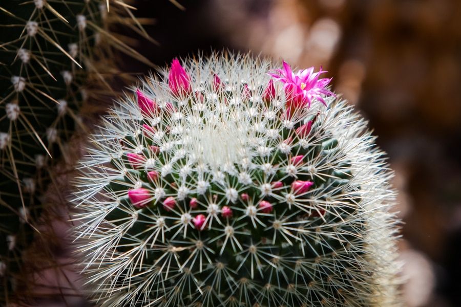 Detail of the spiny pincushion cactus (Mammillaria spinosissima)