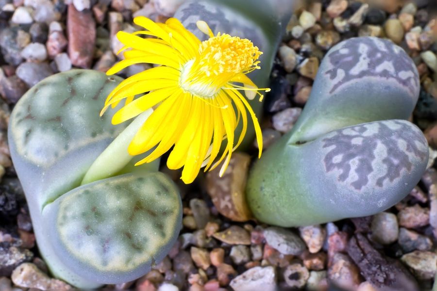 Lithops which bloomed in a flower pot