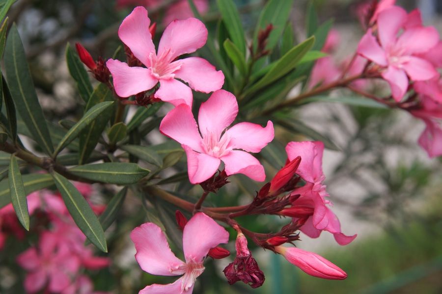 Pink flowers of oleander.