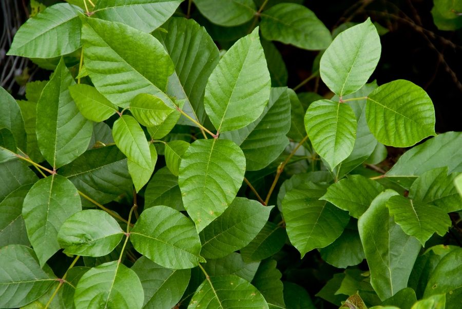 The Poison Ivy plant causes rashes, hives and other allergic reactions.