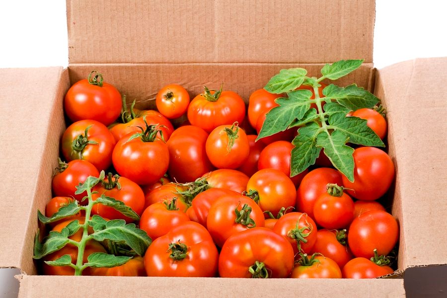 Fresh tomatoes inside the cardboard