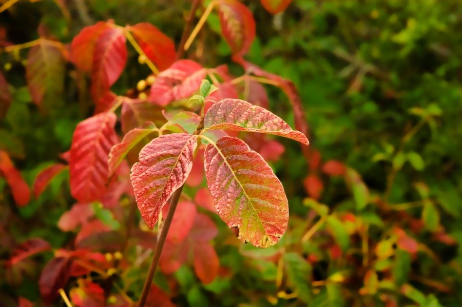 poison Oak in the late summer after it has turned color from green to the red phase