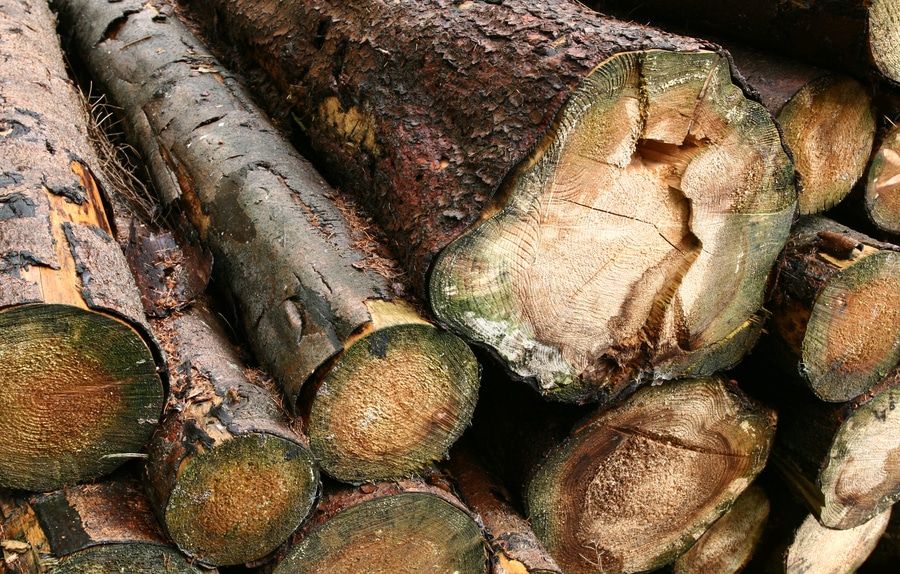 woodpile: closeup on tree trunks in a forest