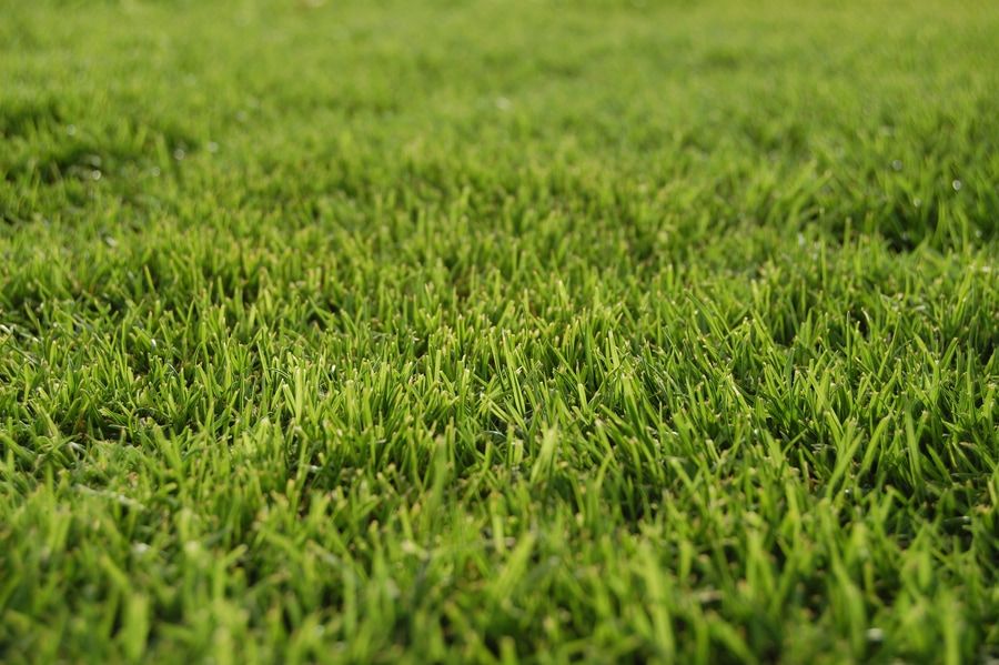 Fine field green bermuda grass