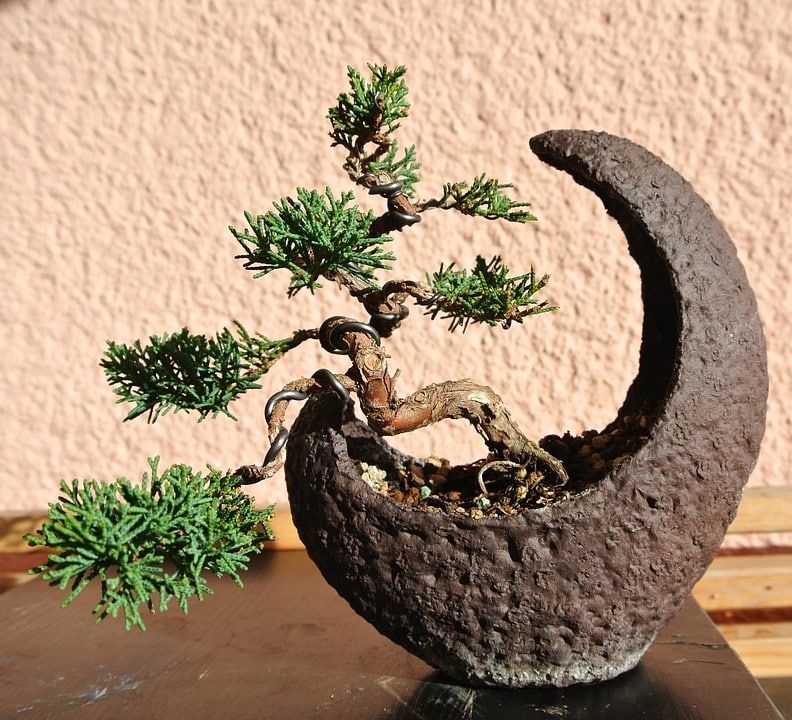 23 of the Smallest Bonsai Trees