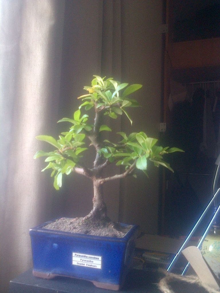 23 of the Smallest Bonsai Trees