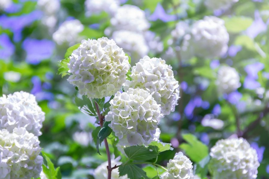 Blooming beautiful white flowers in the summer garden. Viburnum flowering bush on a bright sunny day.