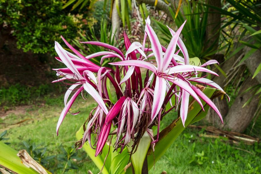Beautiful Pink Crinum Lily Flower
