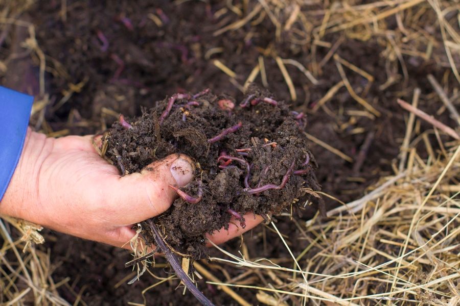 The Worms and Humus in Man's Hand. The Flock of Dendrobena Worms above Compost with Manure and Fertilizer.