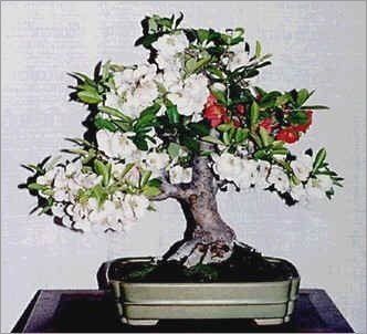15 Seeds Chaenomeles Japonica Seeds (Flowering Quince) Bonsai in white background
