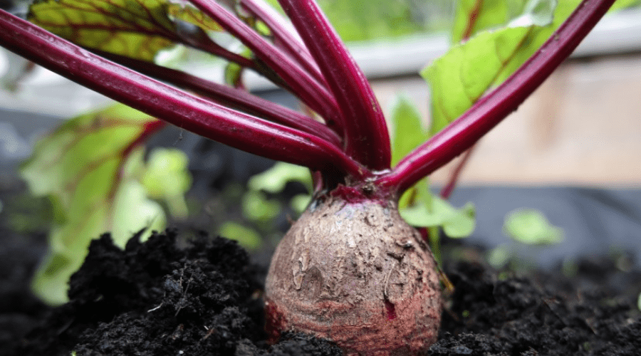 a beet ready to harvest in a fall garden