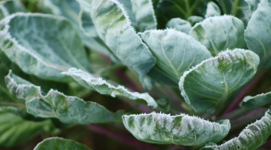 cabbage with frost on the leaf tips 