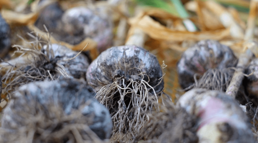 garlic harvested bulbs closeup from root end