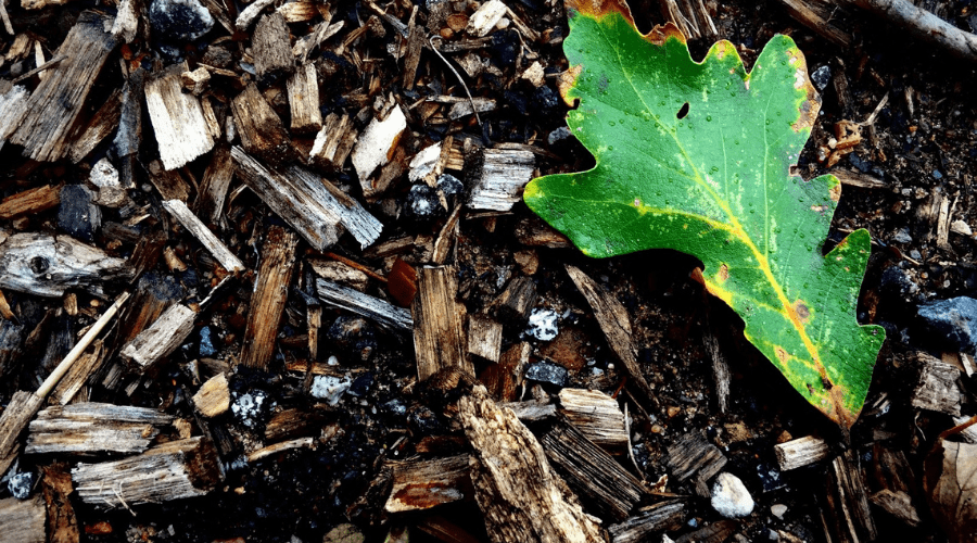 mulch on the ground closeup with fallen leaf