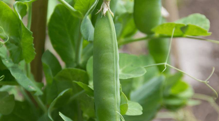 peas planted in fall are ready to harvest early in the year