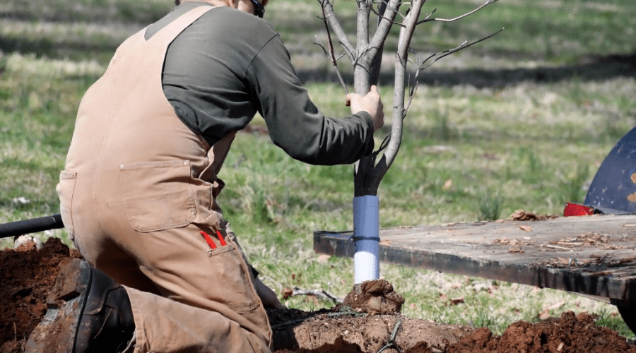 man planting tree in fall before frost freezes the soil