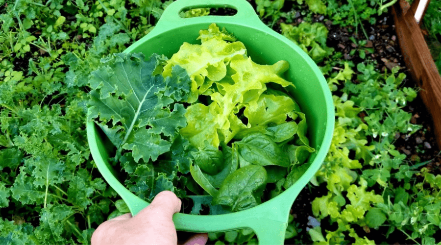 fall spinach and lettuces harvested in plastic strainer