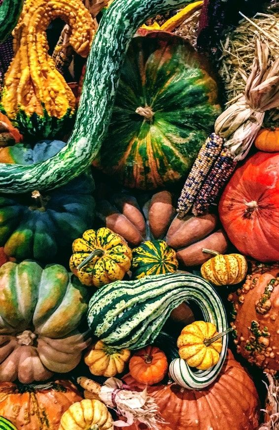 gourds in all colors and sizes harvested from a fall garden
