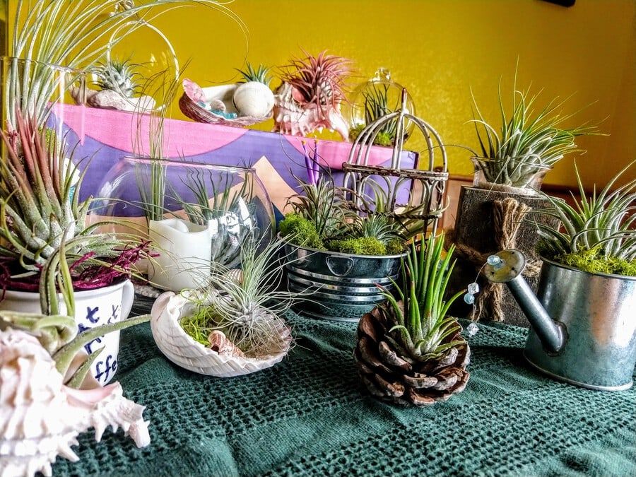 Variety of Air Plant heads on top of wooden table.