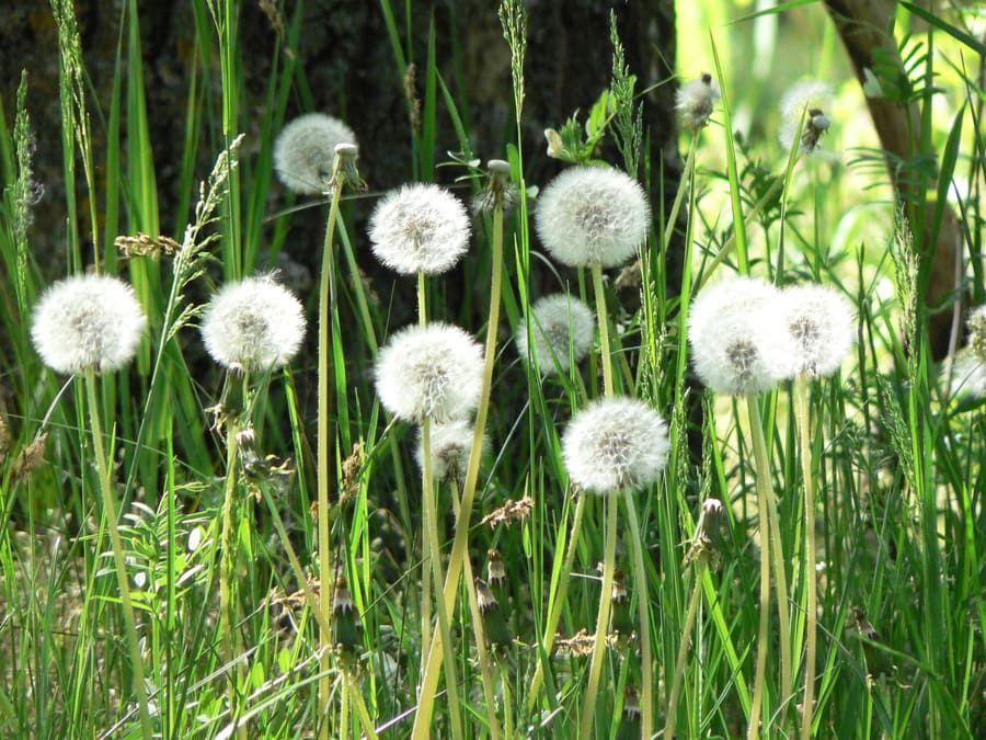 White dandelions in green grass