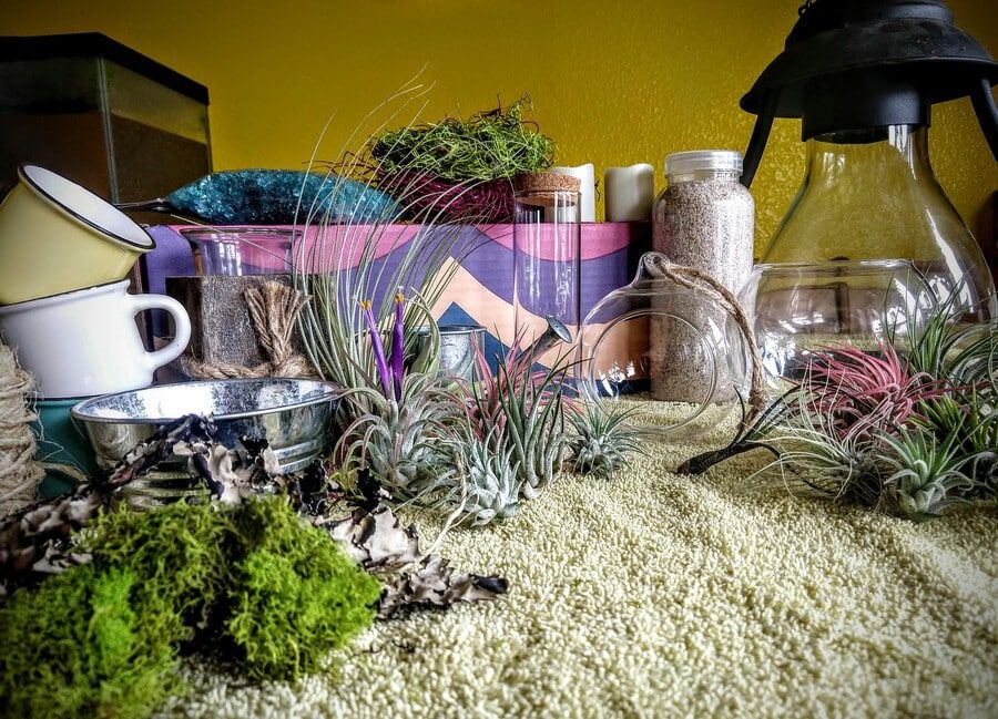 Air plants planted in a colored rocks,sand,and dried mosses with shells,glass bulb,vases and planters display.