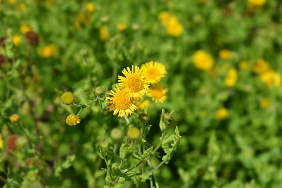 Small fleabane yellow flowers - Latin name - Pulicaria vulgaris