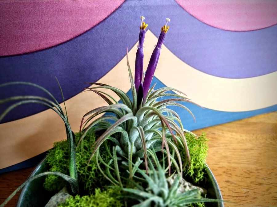 Air plants with a beautiful purple flowers planted on a tin can planters.