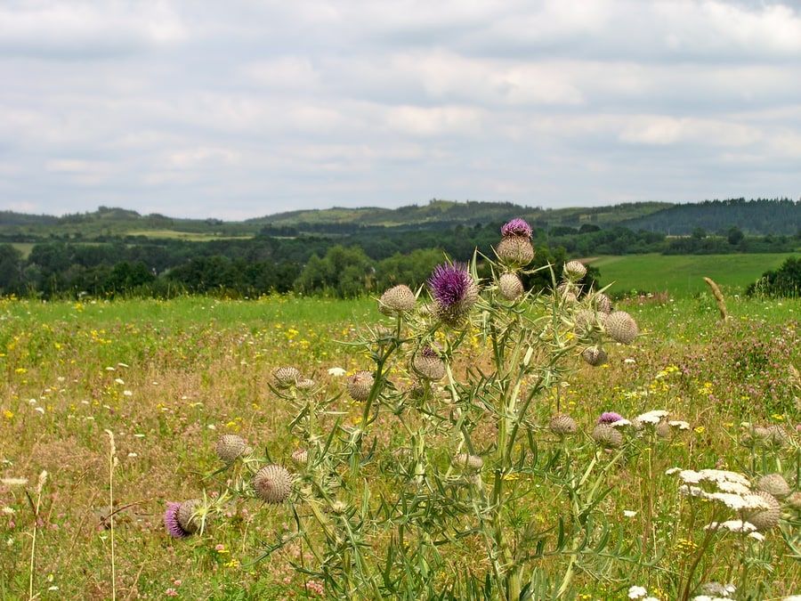 Thistle (Carduus) on the wilde field