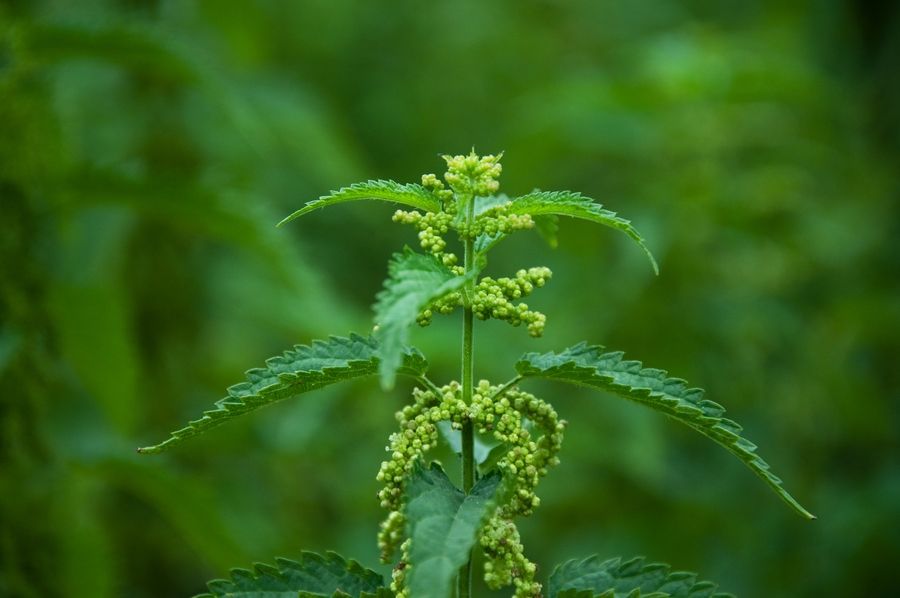Stinging nettle, a common weed during the spring time