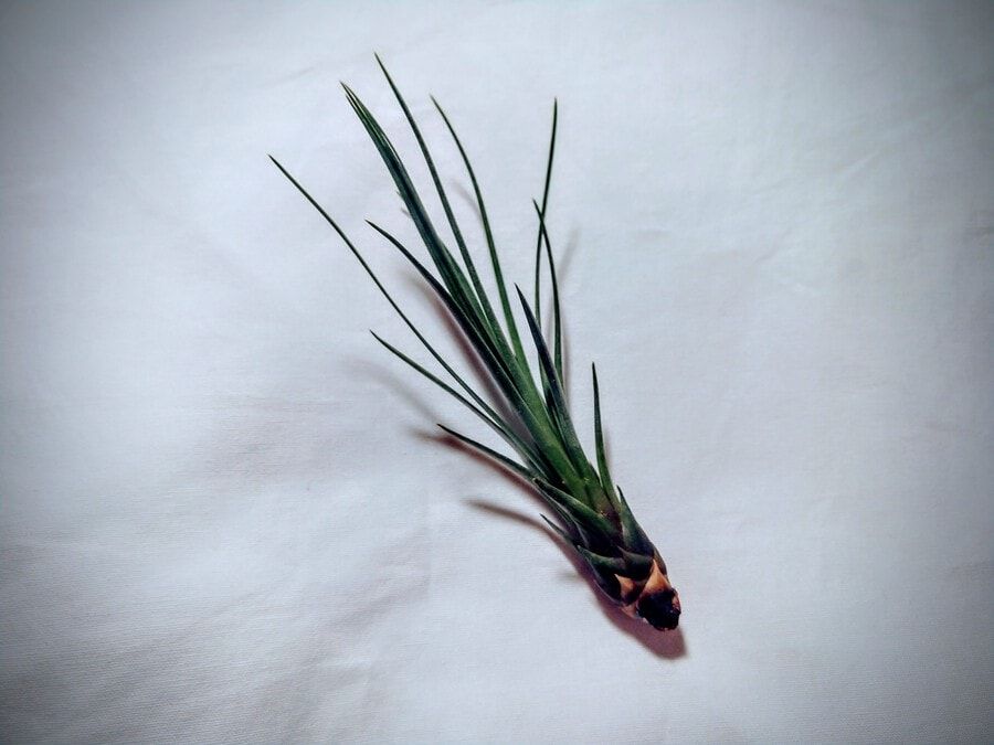 Pink Quill Plant (Tillandsia cyanea) head layed in a white cloth.