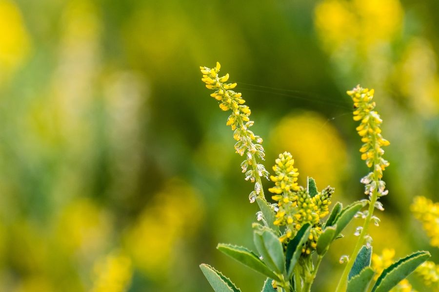 Close up of Annual yellow sweetclover (Melilotus indicus) growing on a meadow in south San Francisco bay area, California; this is native to northern Africa, Europe and Asia, and naturalized elsewhere