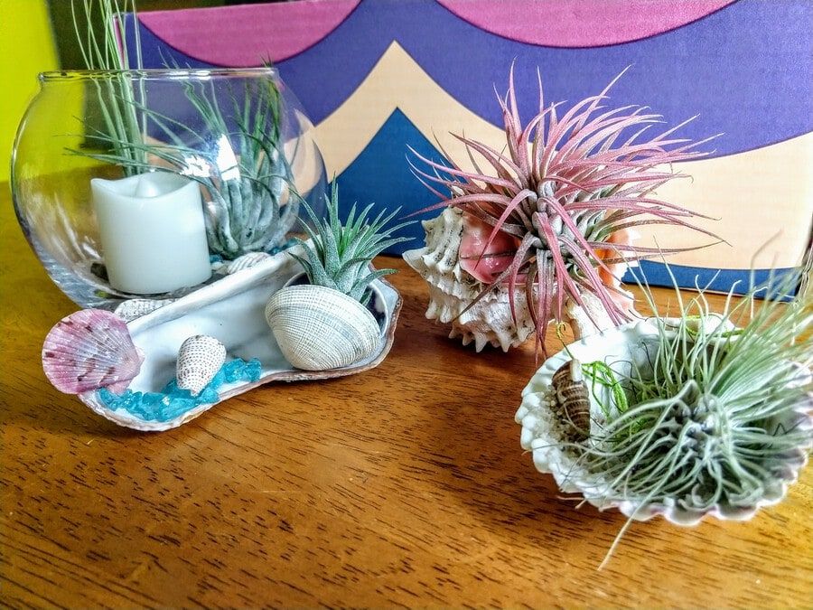 Air plants planted on shells and glass terrarium placed on top of a wooden table.