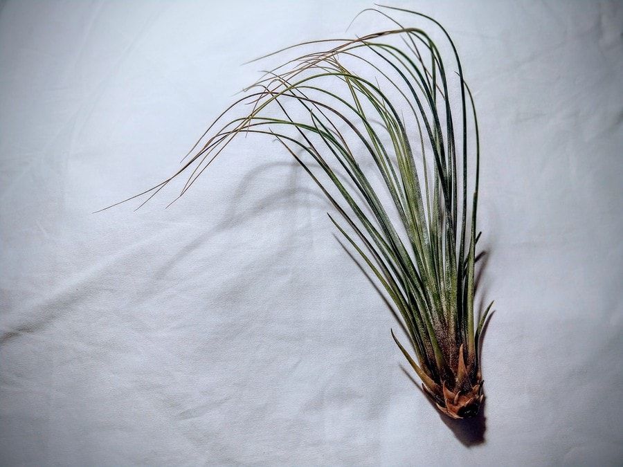 Tillandsia Juncea head layed on a white cloth.