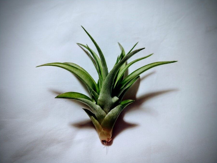 Tillandsia aeranthos head layed in a white cloth.