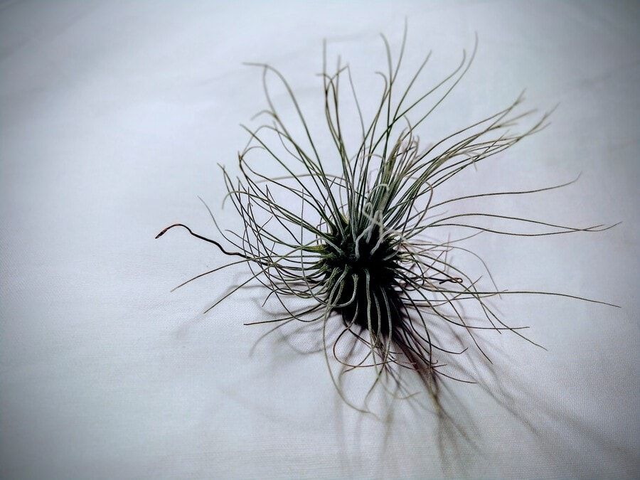 Tillandsia andreana head layed on a white cloth.