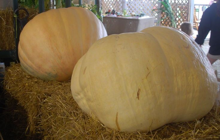 2 giant pumpkin at the top of the hay