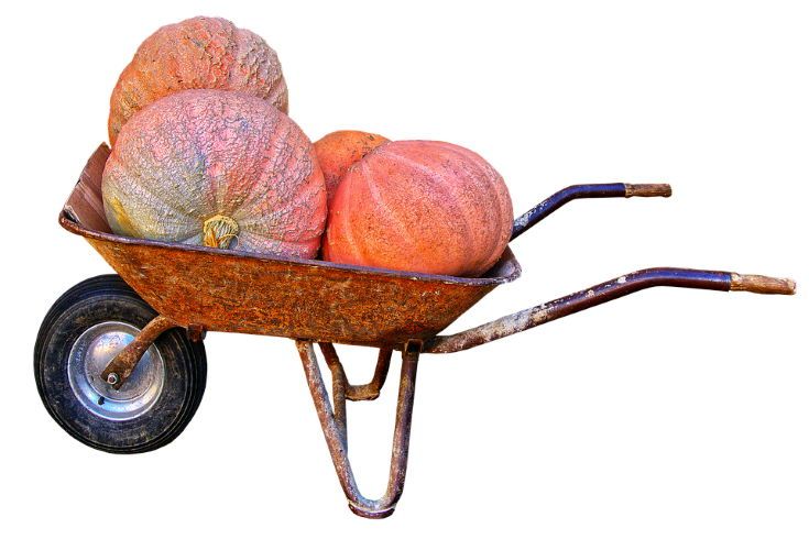 pumpkins on wheelbarrow