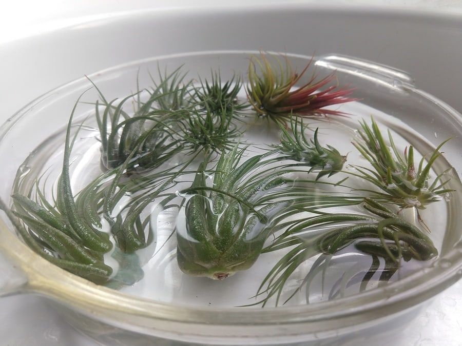 Soaking little air plants with water in a glass bowl.