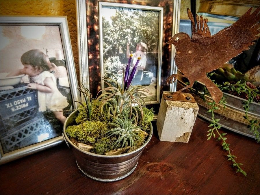 Small air plants planted on a tin can planter with picture frames at the back on top of the wooden table.