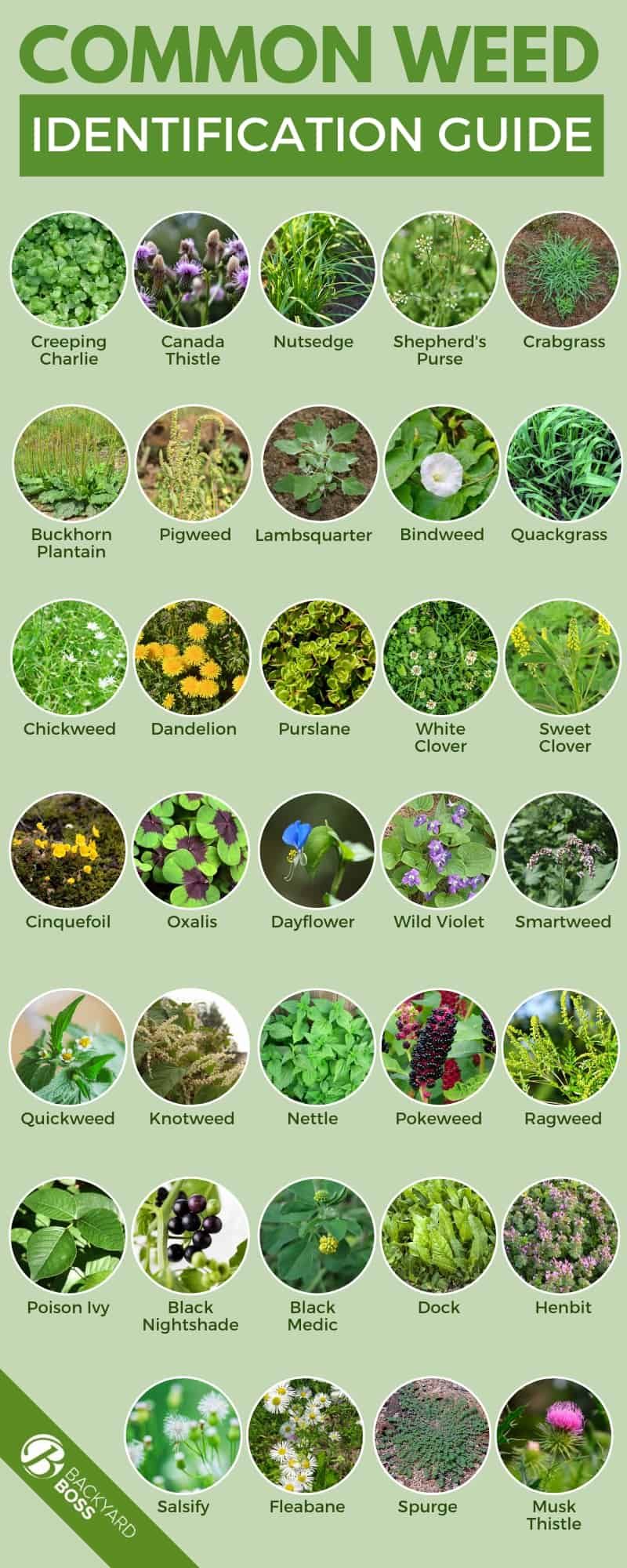 Common Weed Identification Guide - infographic