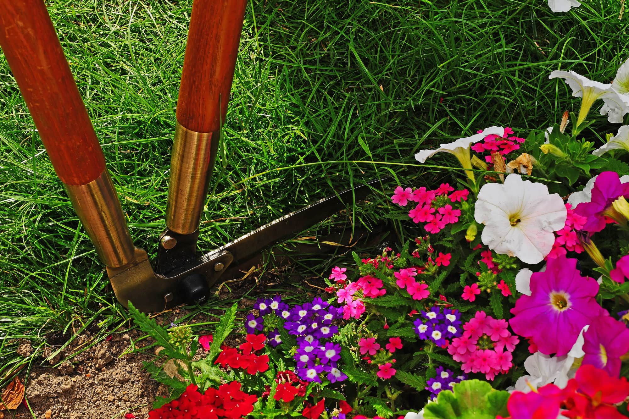 Shears trimming the edge of a garden with flowers in the foreground