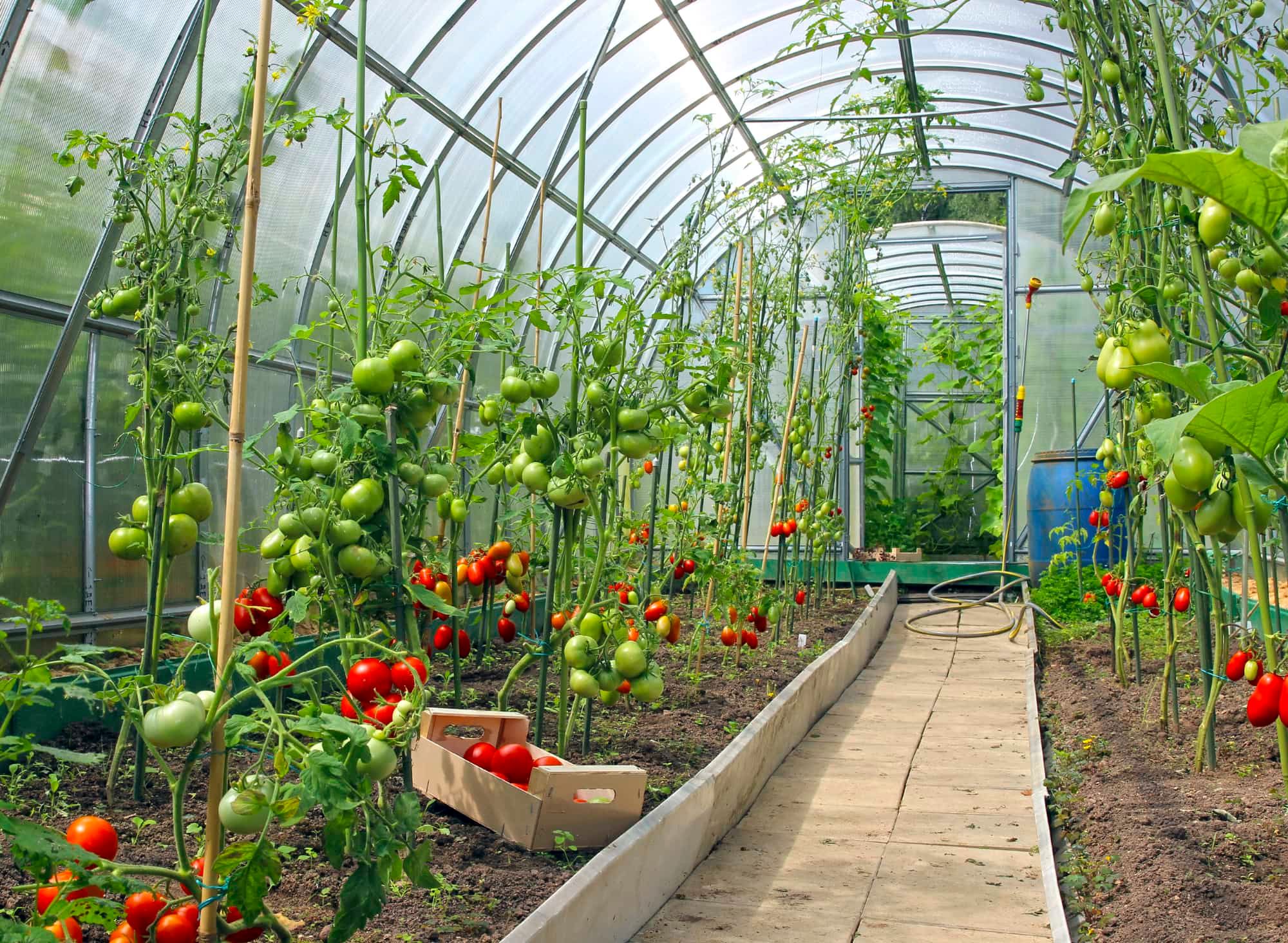 Red and green tomatoes in a greenhouse of transparent polycarbonate