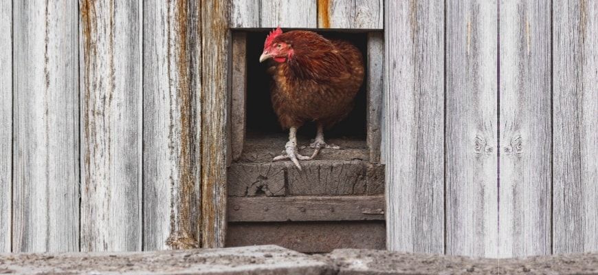 Close up shot of hen coming out from wooden chicken coop.