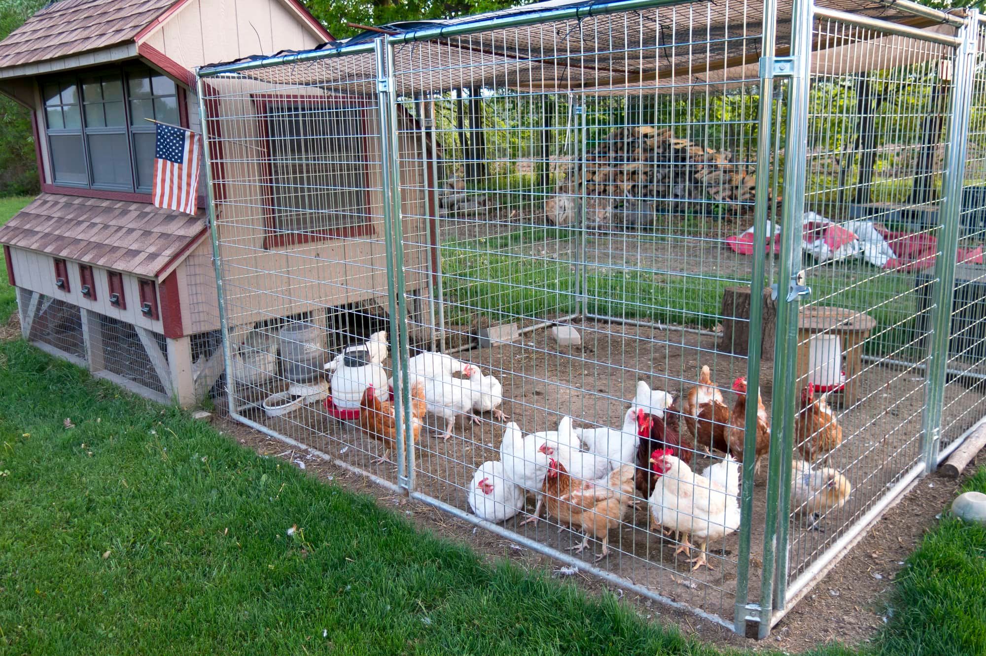 Small chicken coop and fenced area for egg laying fowl
