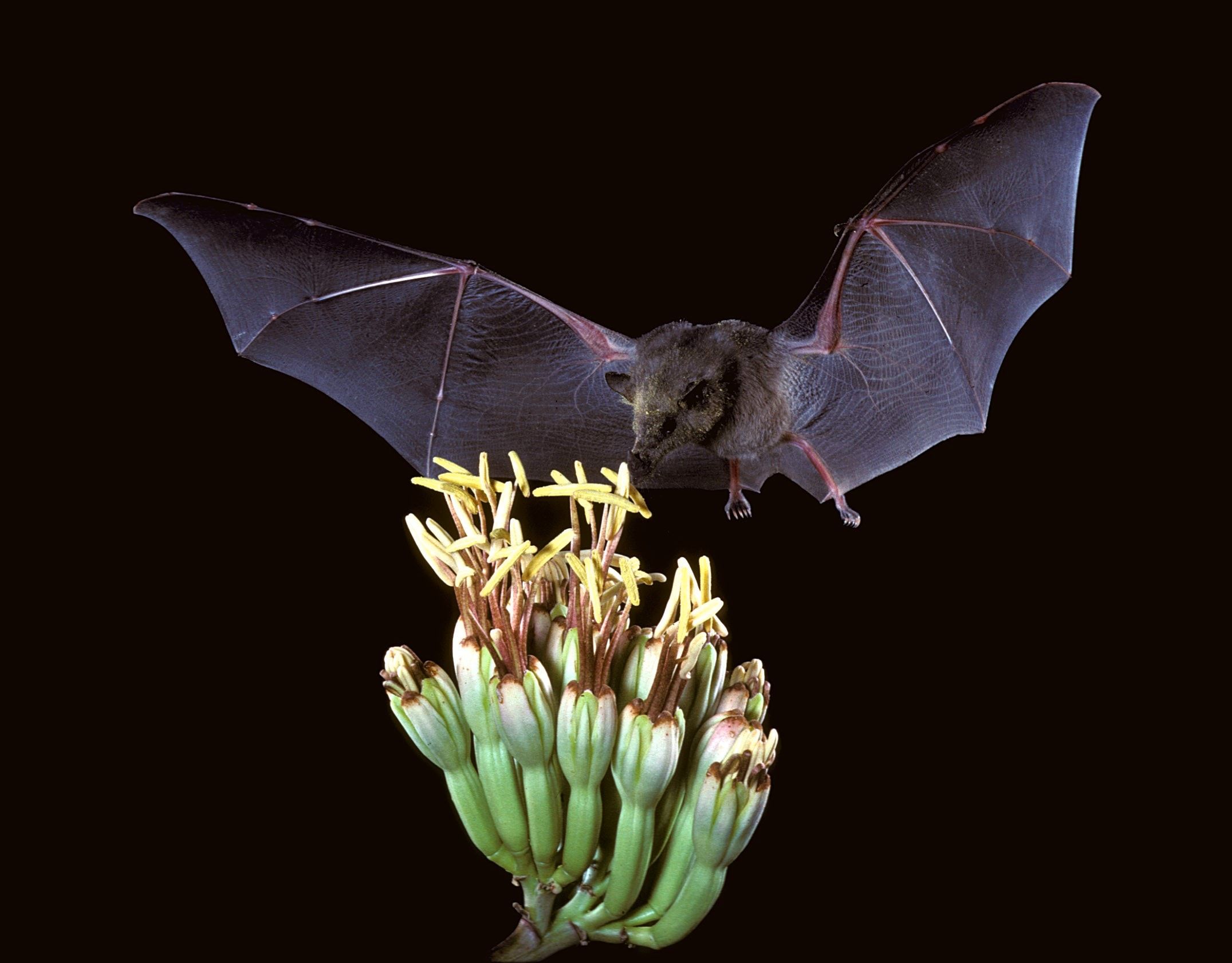 Mexican long tongued bat sipping nectar on flower.