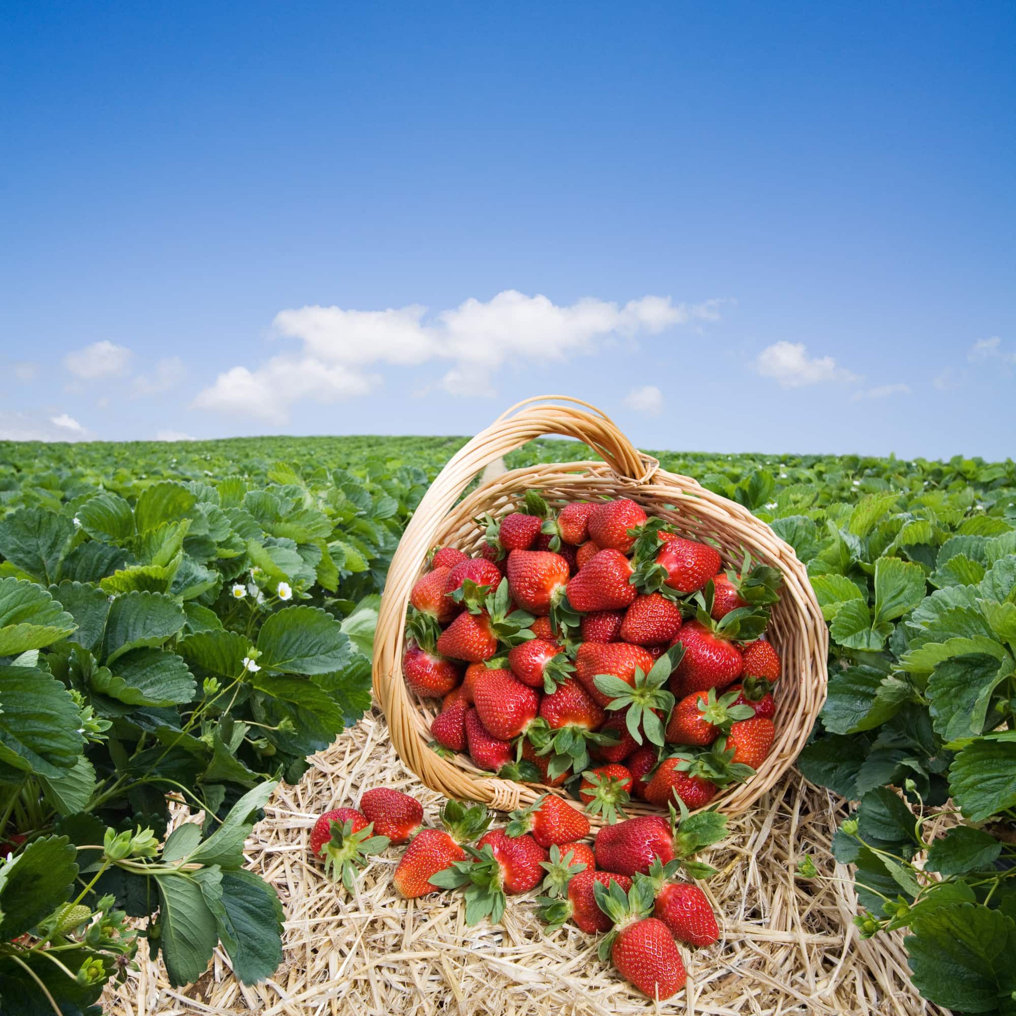 Strawberries in the basket on the green meadow and blye sky background with copy space.